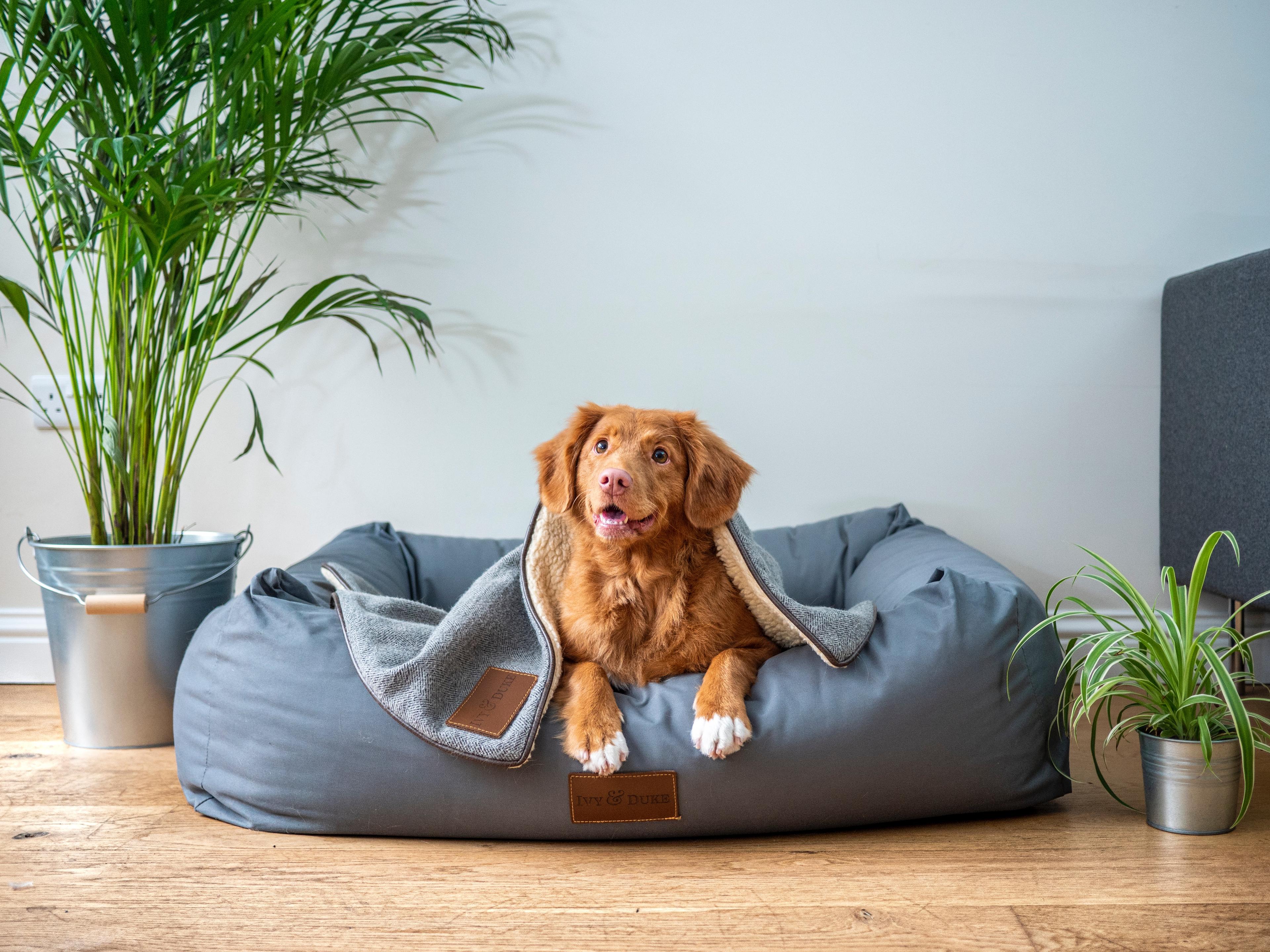 Compare Pet Food Pet Better